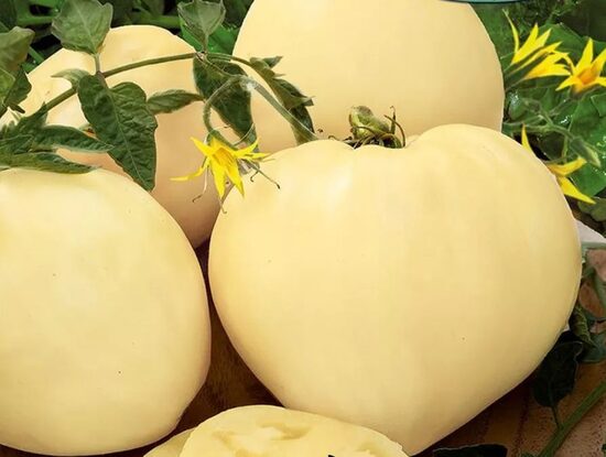  reta "Baltoji vyšnia"