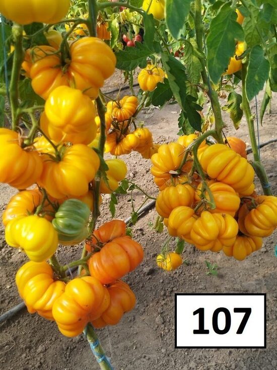 Geltona Lotaringijos Gražuolė