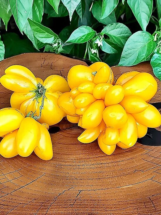 PHIL'S ONE (Plėšomi)