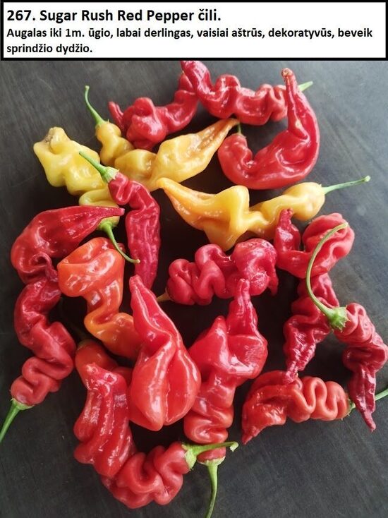 Sugar Rush Red Pepper čili