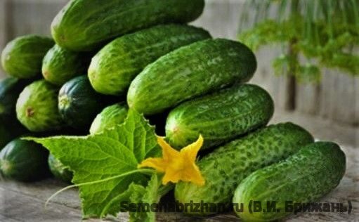 rauginimui nekartus  agurkai "Akord F1"