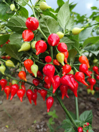 aitriosios paprikos "Biquinho"