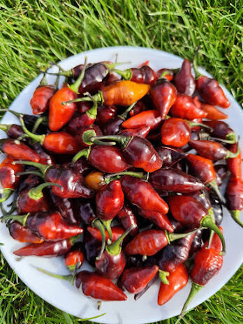 paprika "Biquinho Caramel"