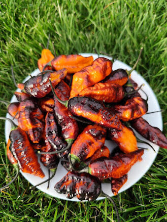 aitriosios paprikos "Hallow Eve"