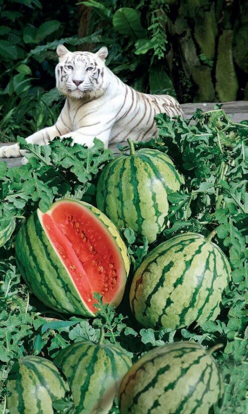 arbūzas "Baltasis tigras"