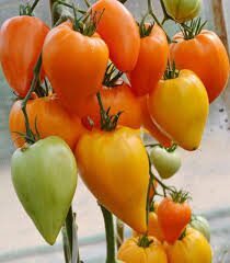 Fox Nose/Lapės nosis