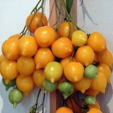 superkekiniai Anna German