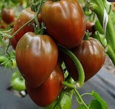 Jaučio  širdis  šokoladinis 