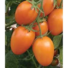 kekinis  „Stesha F1“