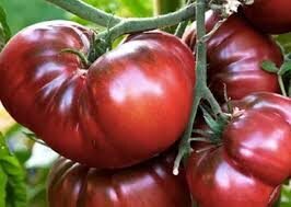 Šokoladinis luistas