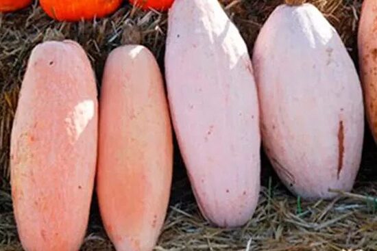 Moliūgas „Rožinis bananas“ 