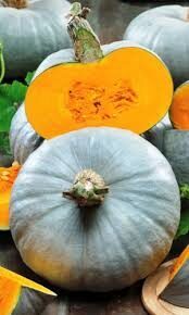 trumpakotis moliūgas "Klaudija"