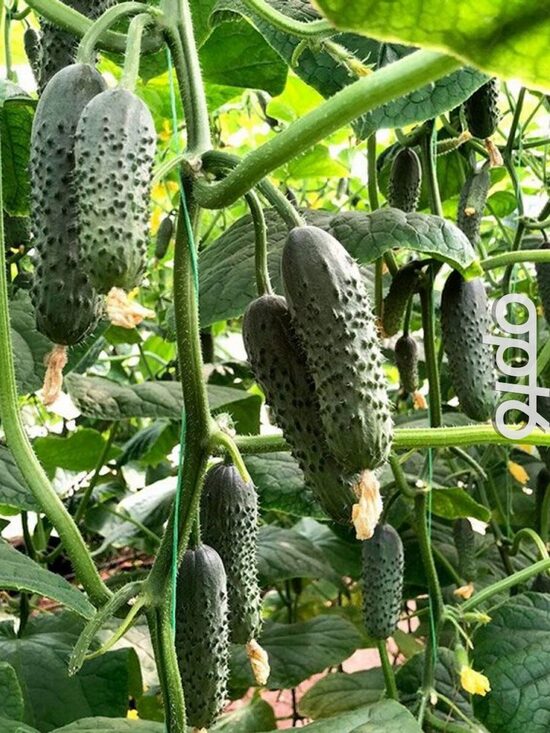 Kekinis agurkas „Standart 2020 F1“ 