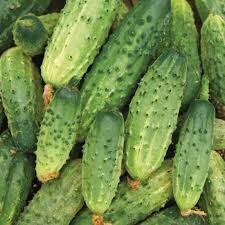 Tikras "Rodničiok F1"