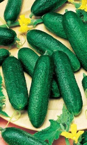 Kekinis nekartus „Vytas F1“ 