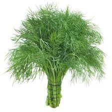 Žemaūgiai krapai LENA, 3 g