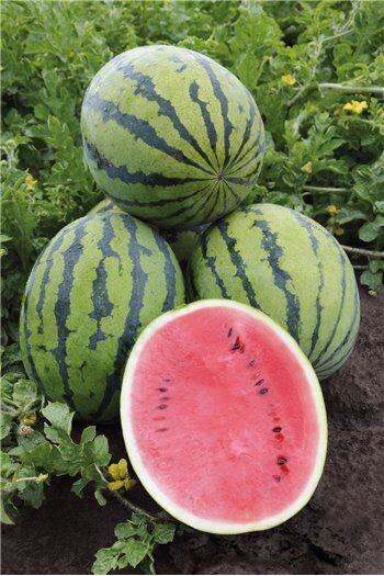 Arbūzai BEDUINAS/BEDOUIN H