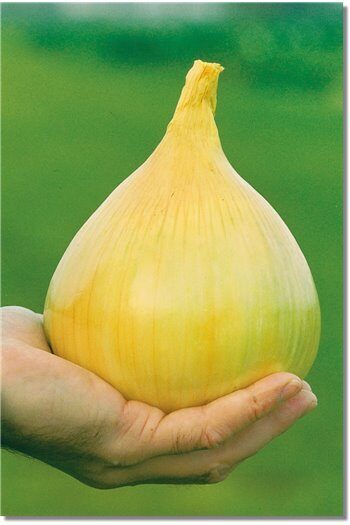 Gigantiški  svogūnai EXHIBITION