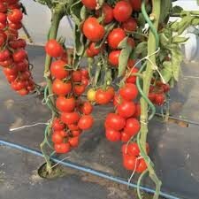 atsparus fitoftorozei "Taifun F1"