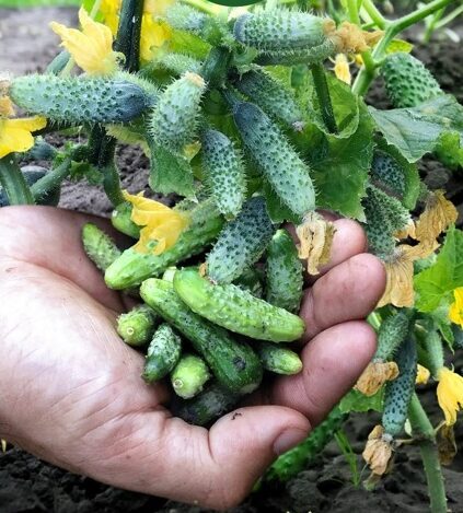 mini agurkai "Žvirblis"