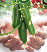 desertinė "Salamandra"