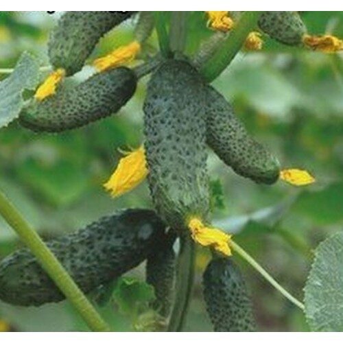 ypač ankstyvas  „Sibiro ekspresas“