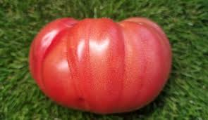 milžiniška "Baba Šura"