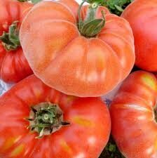 pūkuotas "Abrikosas"