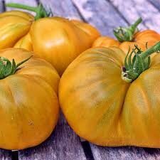 Dwarf/nykštukas Uluru ochra