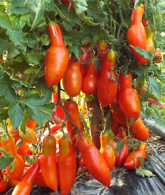 Žemaūgė "Strėlė"