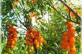 Auksinė Vilna (Zolotoje runo)