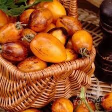 vazoninis Golden Hour – Microdwarf/mikro nykštukas)