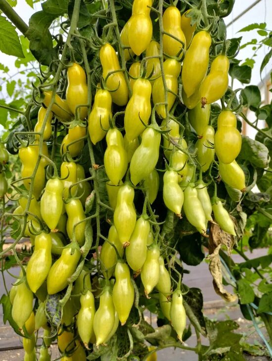 superkekiniai "Dancing Green Fingers"