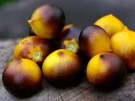 įdomus  gražuolis "H-ROT 34 Yellow"