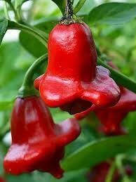 paprika "Bishops Crown Red"