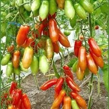 Super/kekiniai "Fliašen"