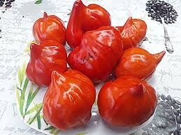 Skifo Fėja su ilga nosimi