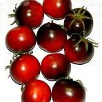  Koloninis "Mėlyna lazda