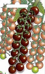 Profesionalus  vyšninis "Kongo F1"