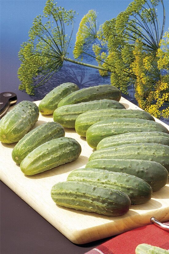 rauginimui nekartus  agurkai "Akord F1"