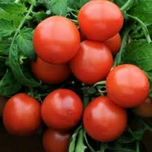 cukrinis lauko "Nepas 14"