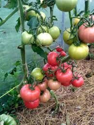 gražuolis "German F1"