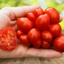 Česnakinis /Reisetomate /