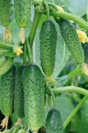 kekiniai  "Girlianda F1"