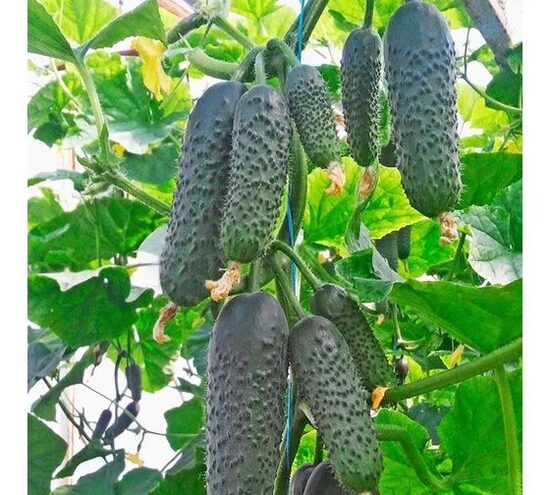 kekiniai Žalia Girlianda F1