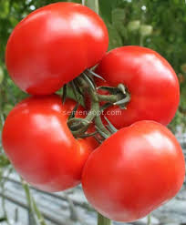 pomidorai profesionalams "Brooklyn H"