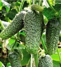 Ankstyvi agurkai Mirabelle H