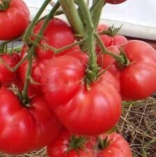 New Big Dwarf/„Naujasis didysis nykštukas“