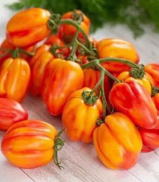 Neįprasta "Kalifornijos tulpė"