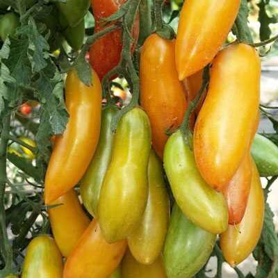 Medaus piršteliai F1